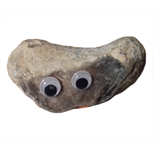 Pet Rock - Architect Adam Pet Rock - Architect Adam