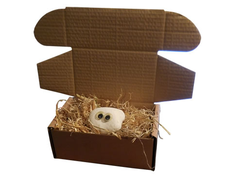 Buy Pet Rocks