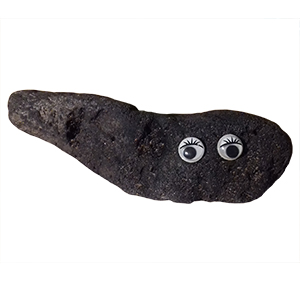 Pet Rock - Carol Cole