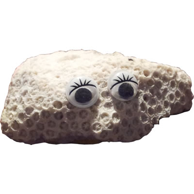 Pet Rock - Caroline Coral